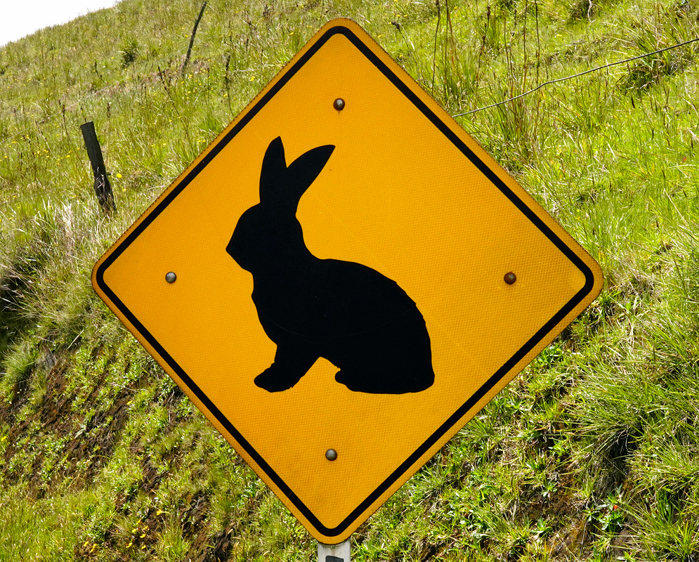 Andean Cottontail Road Sign Yellow diamond-shaped road sign with the silhouette of an Andean cottontail rabbit, warning of wildlife crossing in a grassy highland area